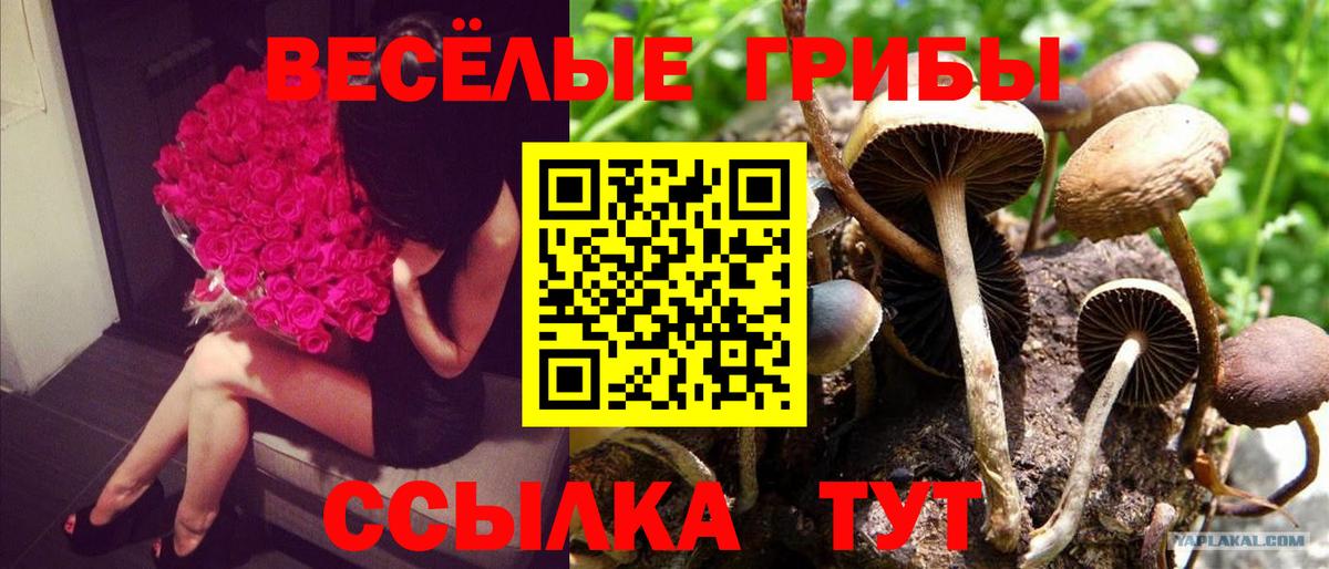 Псилоцибиновые грибы GOLDEN TEACHER Лабинск